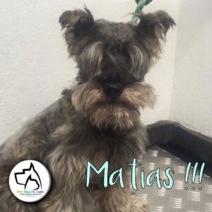 "Matías" poniéndose lindo para salir en la tarde !!! Quién diría que ellos también son vanidosos ...