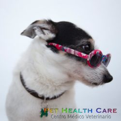 6 Signos físicos y de comportamiento que indican que tu mascota está en celo !!!