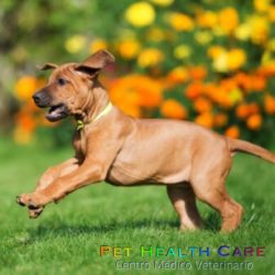 Descripción y personalidad de los perros raza Crestado Rodesiano !!!