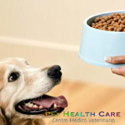 4 Errores comunes a la hora de alimentar a tu perro !!!