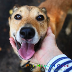 5 comportamientos que te muestran que tu mascota te quiere (1ra parte) !!!