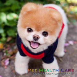 5 comportamientos que te muestran que tu mascota te quiere (2da parte) !!!