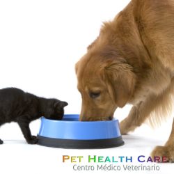 5 diferencias en la alimentación de gatos y perros