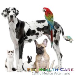 Elige una mascota que se adapte a tu estilo de vida !!!