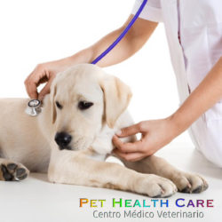 Enfermedades zoonóticas más frecuentes (1ra parte) !!!