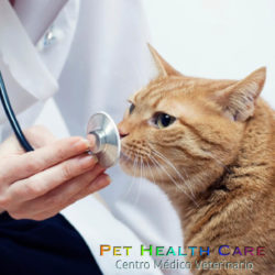 Enfermedades zoonóticas más frecuentes (2da parte) !!!