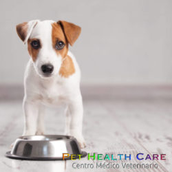 Necesidades nutricionales de tu perro !!!