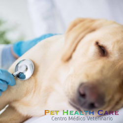 7 Consejos para cuidar a tu perro durante un resfriado !!!