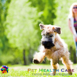 9 Juegos y actividades que puedes hacer con tu perro !!!