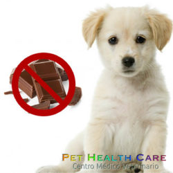 ¿El chocolate es perjudicial para los perros?