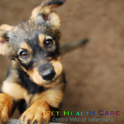 Necesidades especiales de tu perro !!!