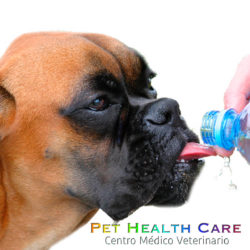 Causas, síntomas y tratamiento de la deshidratación en perros !!!