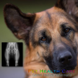 Consejos para fortalecer las articulaciones de tu perro !!!