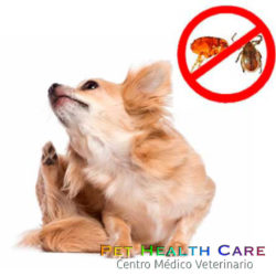 ¿Cómo proteger a tu perro de las pulgas y garrapatas en verano?