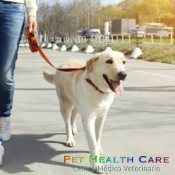 ¿Cuántas veces al día debo sacar a mi perro?