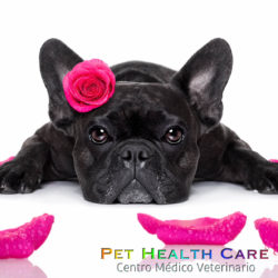 5 consejos para el cuidado de tus mascotas !!!