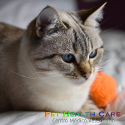 4 Trucos para enseñar a tu gato a no arañar o morder !!!