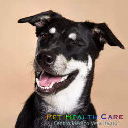 Artículos que debes tener para cuidar a tu perro !!!