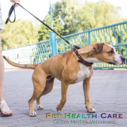 Consejos para evitar que tu perro tire de la correa (1ra parte) !!!