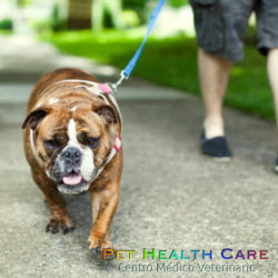 Consejos para evitar que tu perro tire de la correa (2da parte) !!!