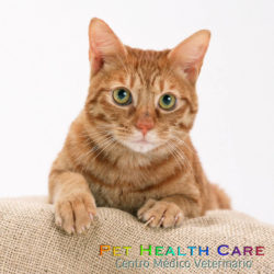 4 Consejos para hacer feliz a tu gato !!!