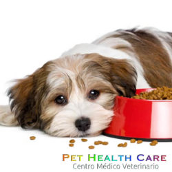 Hablemos acerca de alergias e intolerancias alimentarias en perros !!!