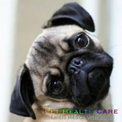 Hablemos acerca del lenguaje corporal de tu perro !!!