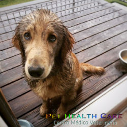 Mi perro se revuelca sobre heces, charcos, barro o animales muertos. ¿Se puede corregir esta conducta?