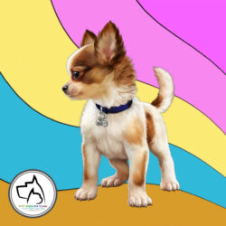 Pet Health Care (Octubre 23) 2020 !!!