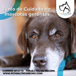 Junio de cuidado de mascotas gerontes !!!