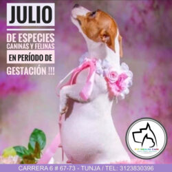 Julio de especies caninas y felinas en período de gestación !!! 2021