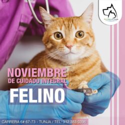 Noviembre de cuidado integral felino !!!