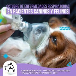 Octubre de enfermedades respiratorias en pacientes caninos y felinos !!!