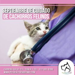 Septiembre de cuidado de cachorros felinos !!!